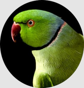autoportrait animal utopik
