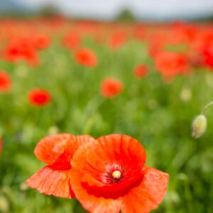 noces de coquelicot